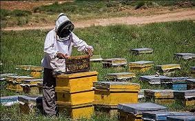 طرح توجیهی پرورش زنبور عسل و تولید عسل